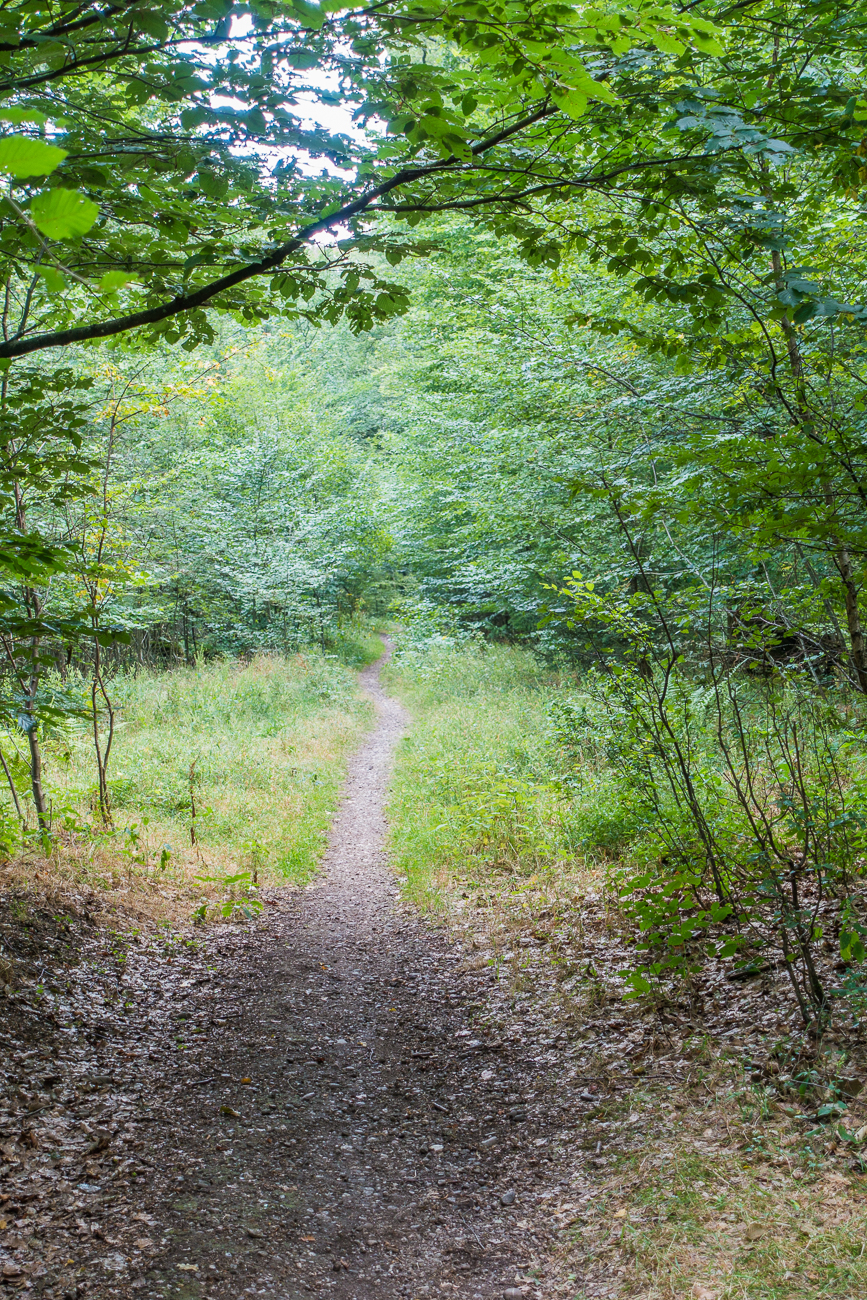 Der Wald ruft wieder mit einem Trail