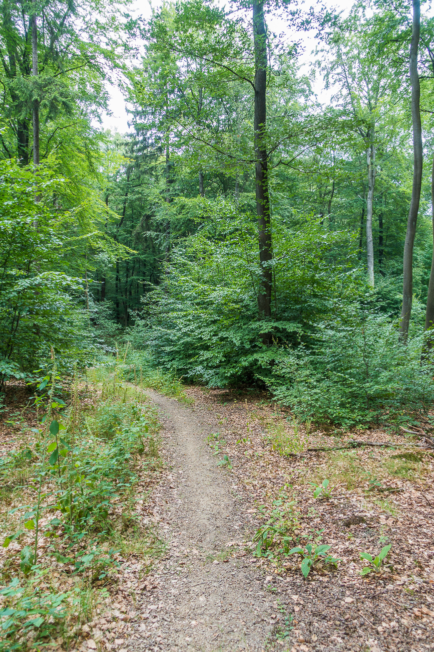 Und wieder geht es in den Wald