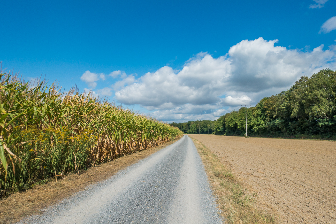 Auf Feldwegen dem Rhein entgegen