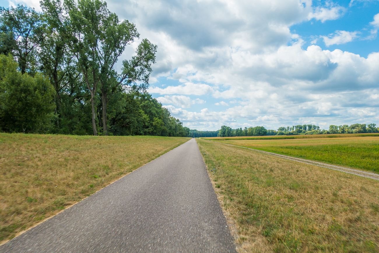 ... und dann auf dem Rheindamm entlang