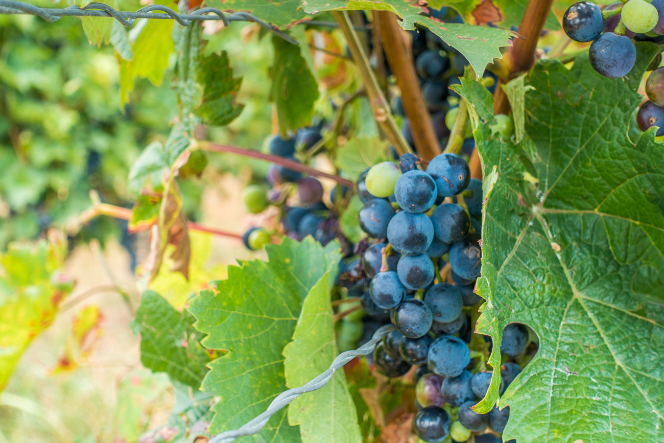 Noch sind die Trauben nicht reif