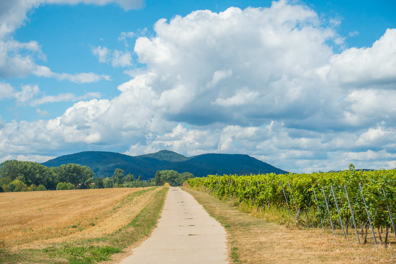 Mit zunehmender H&ouml;he wechselt die Landschaft von Maisfeldern zu Weinbergen