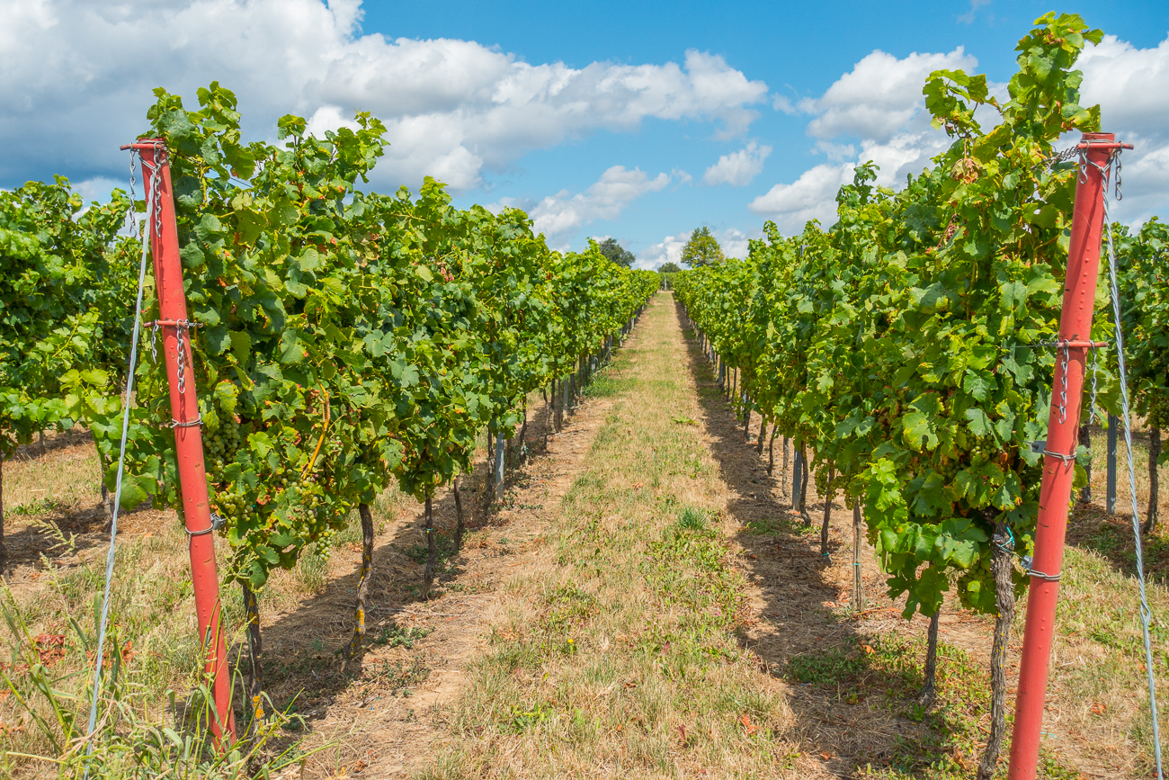 Diesmal sind es wei&szlig;e Trauben