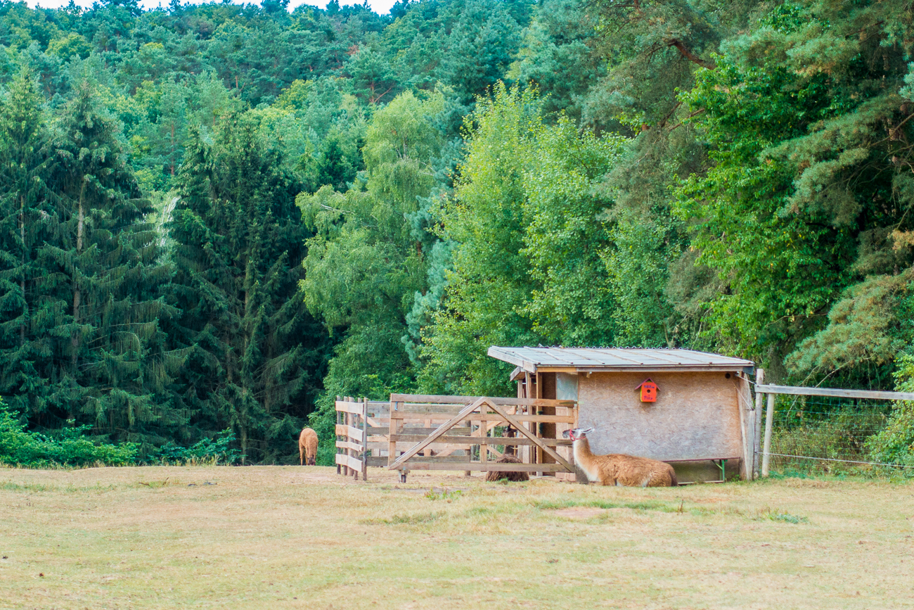 Lamas in der Pfalz