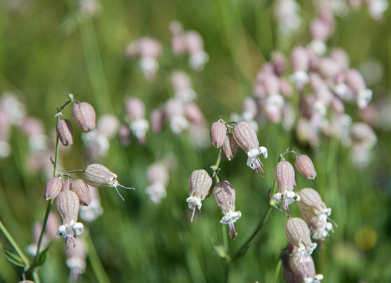 Überall blühen Wiesenblumen