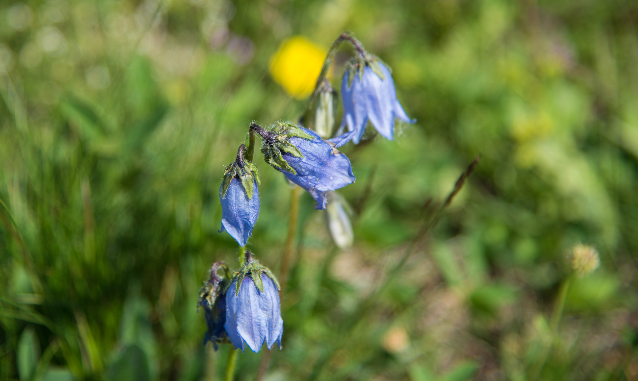 Glockenblümchen