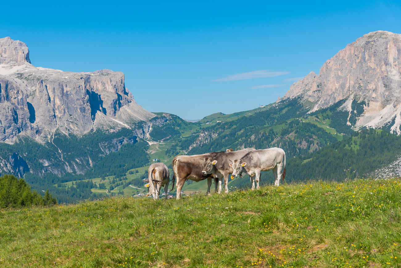 Gr&ouml;dner Joch mit K&uuml;hen