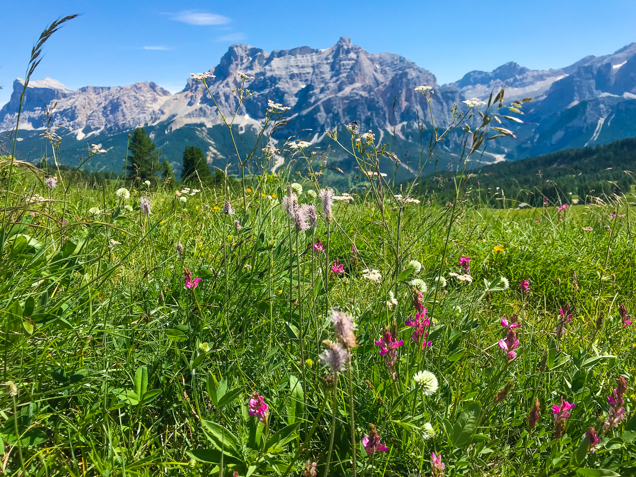 Wiesenblüten