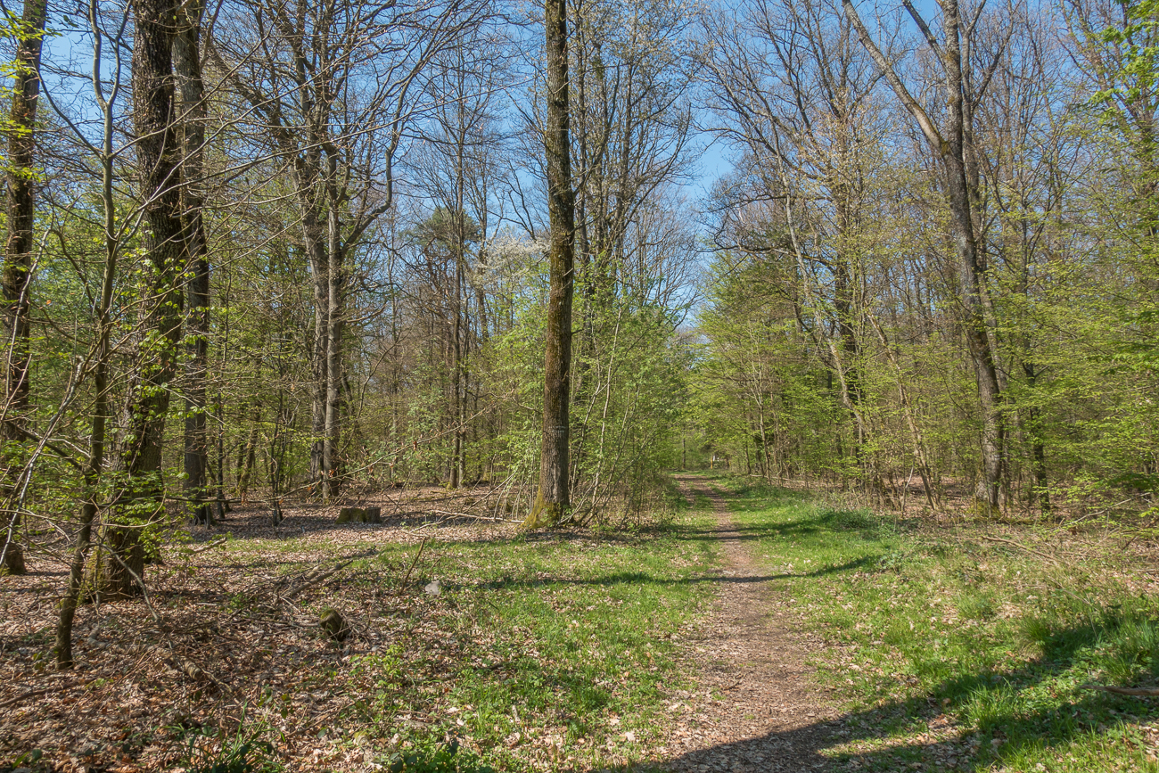 Im Wald bei Schiffweiler