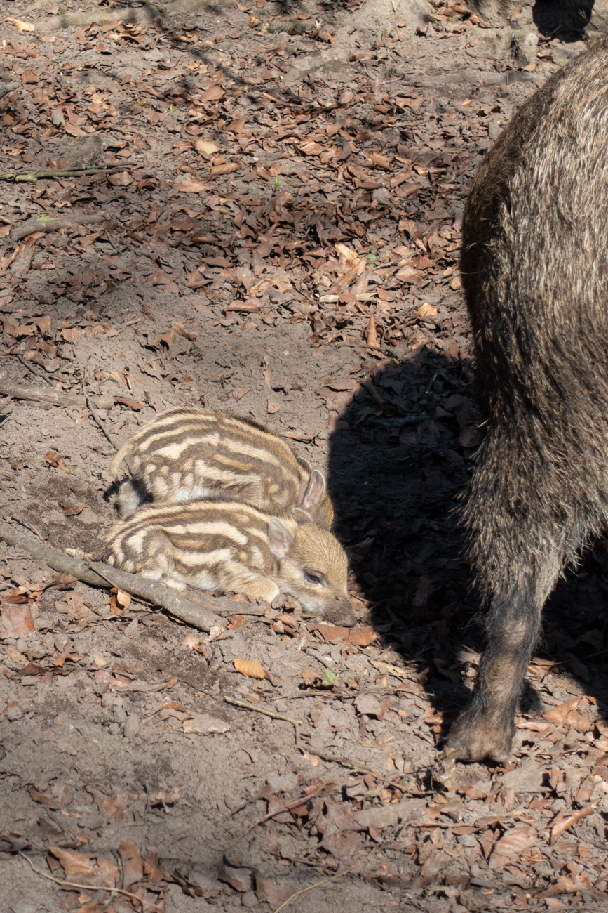 Frischlinge am Naturzentrum Rappenw&ouml;rt