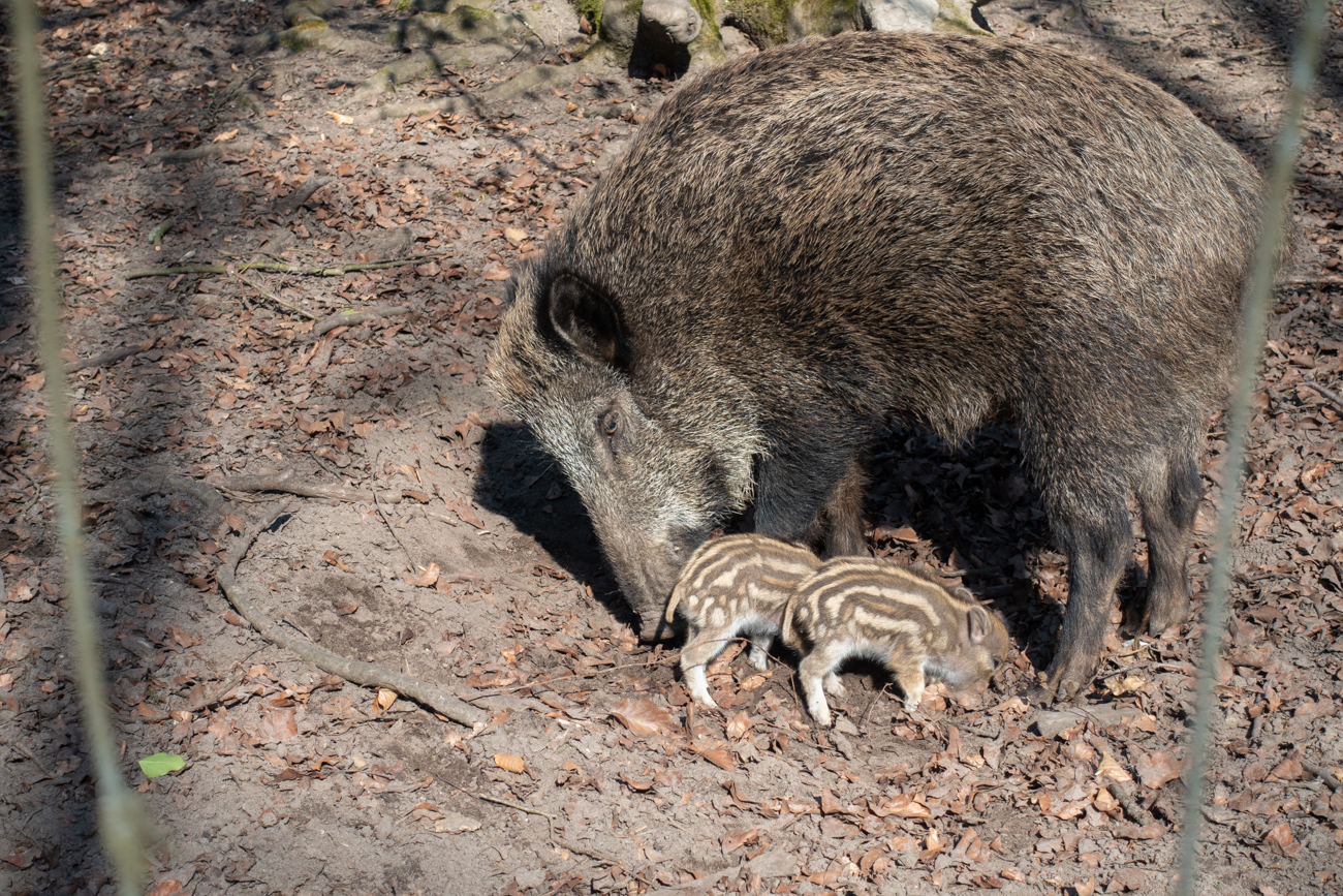 Sind die nicht s&uuml;&szlig; ;-)
