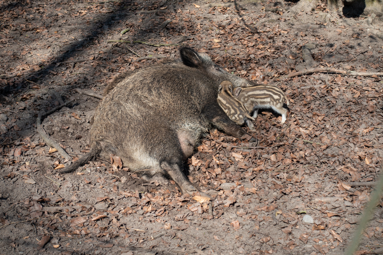 Auf der Suche nach den Zitzen