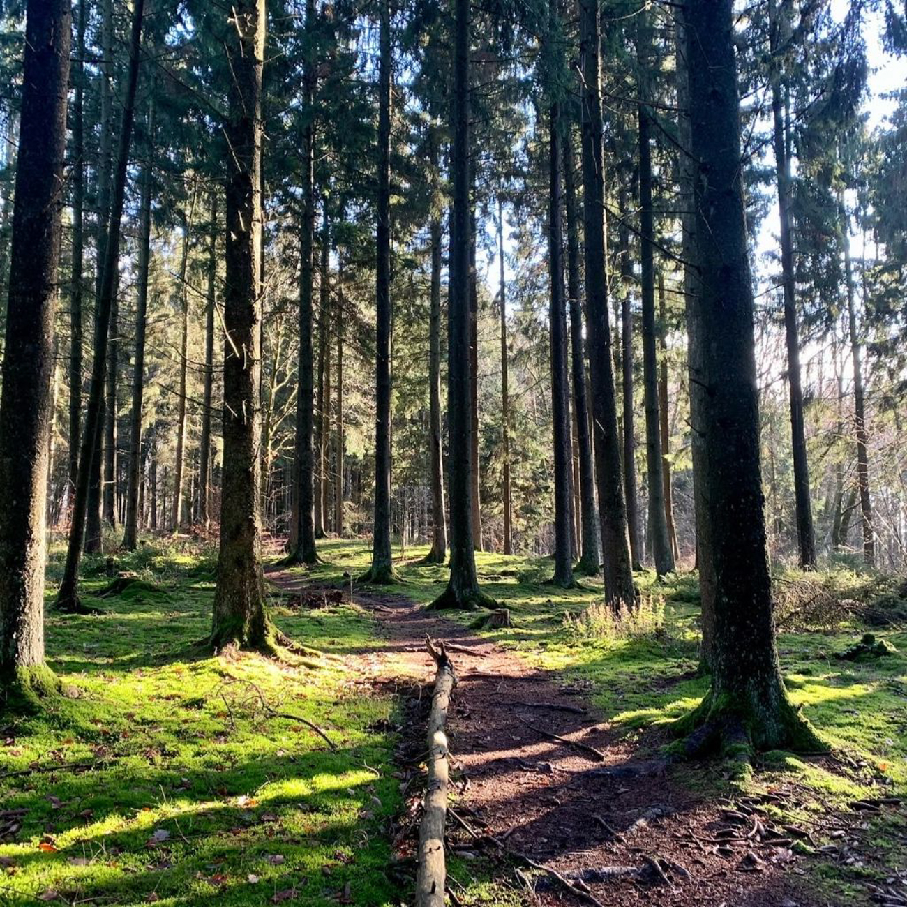 Trail durch den Wald