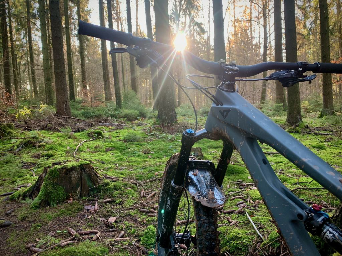 Sonnenstrahlen im Wald