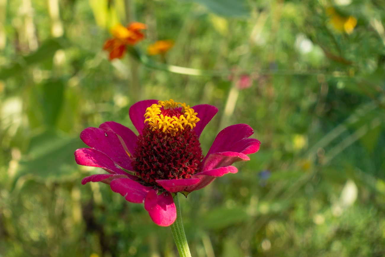 Gro&szlig;e Zinnie [Zinnia elegans]