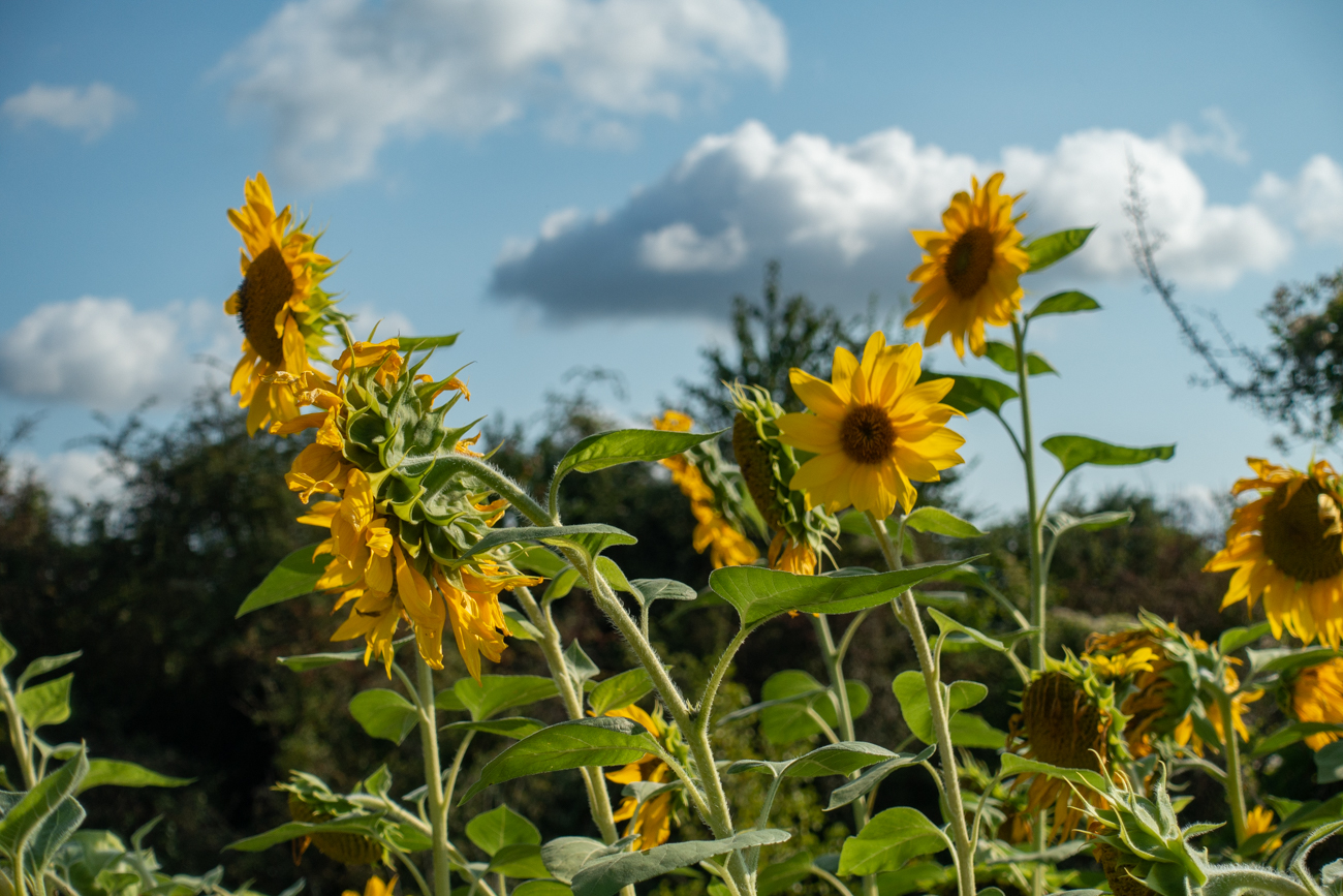 Sonnenblumen erheitern das Gem&uuml;t