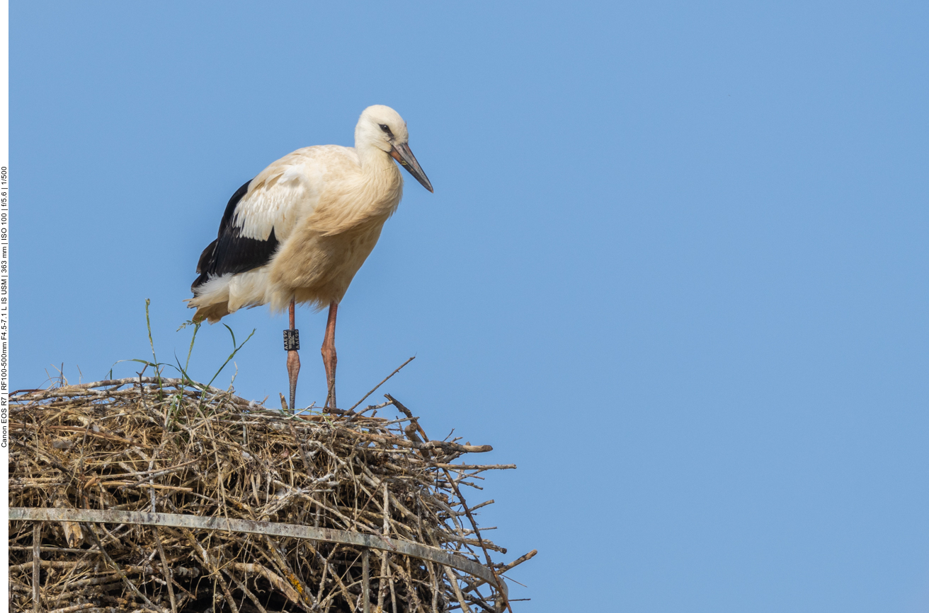 Junger Storch