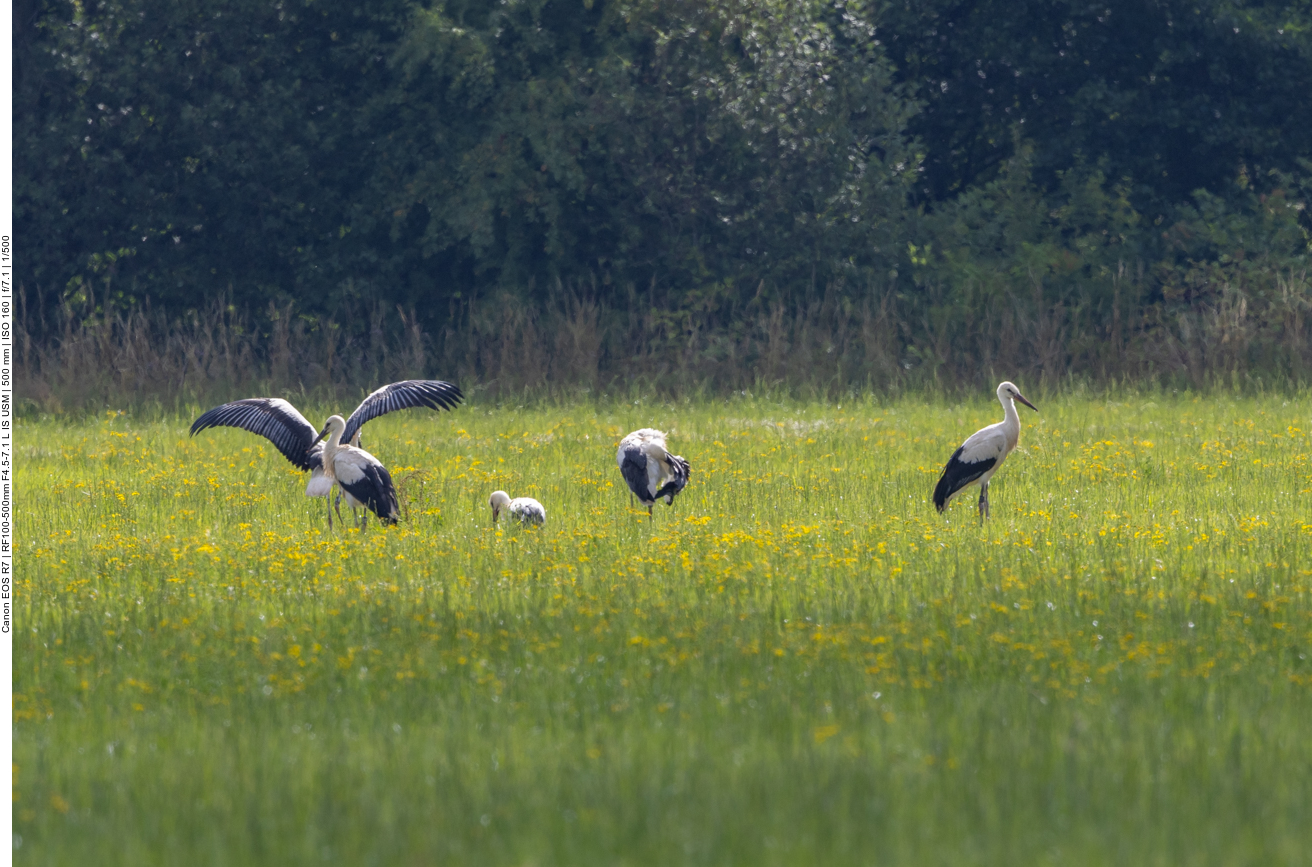Jungst&ouml;rche auf Nahrungssuche 