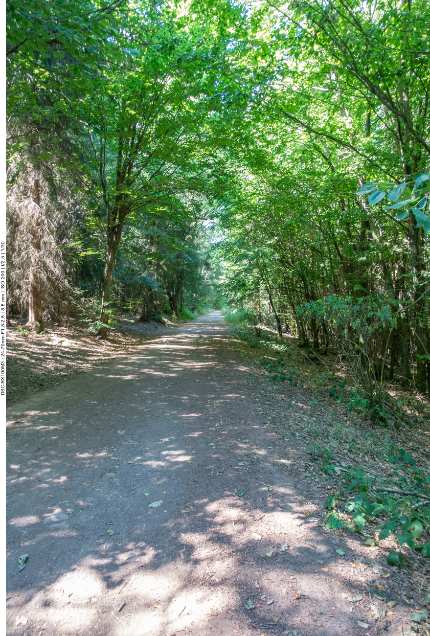 Endlich geht es in den Wald