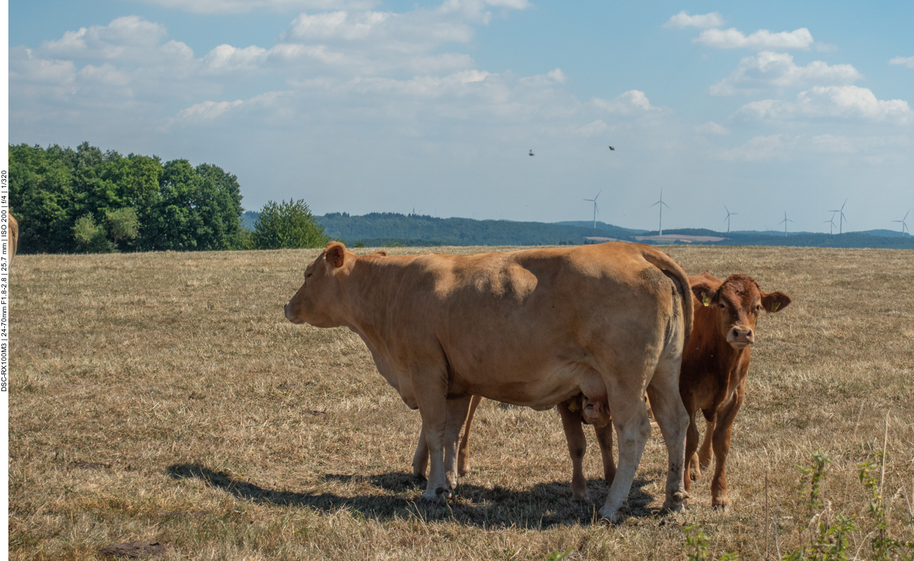 Mutterkuh mit K&auml;lbchen