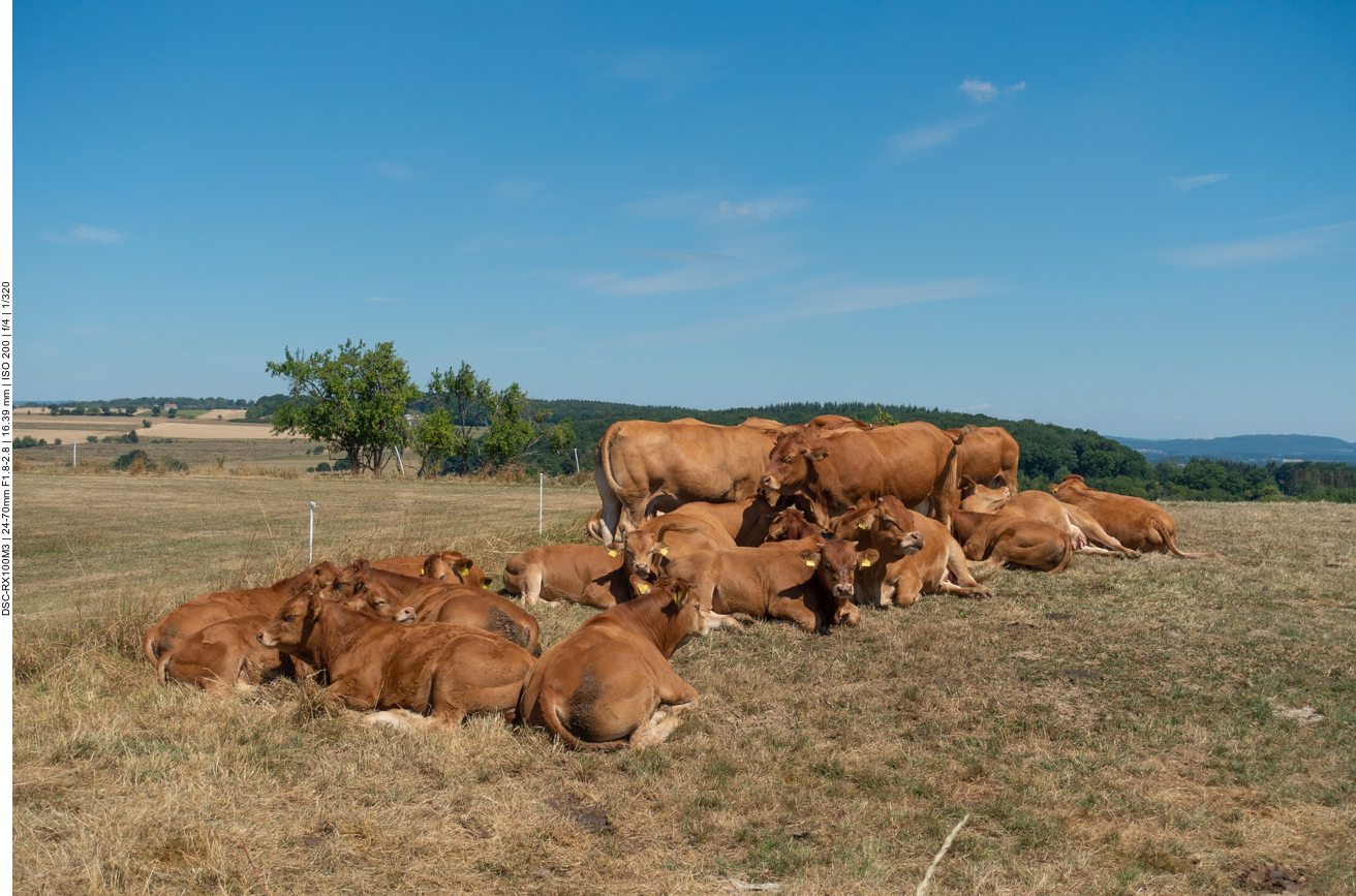 Wiederk&auml;uende Herde