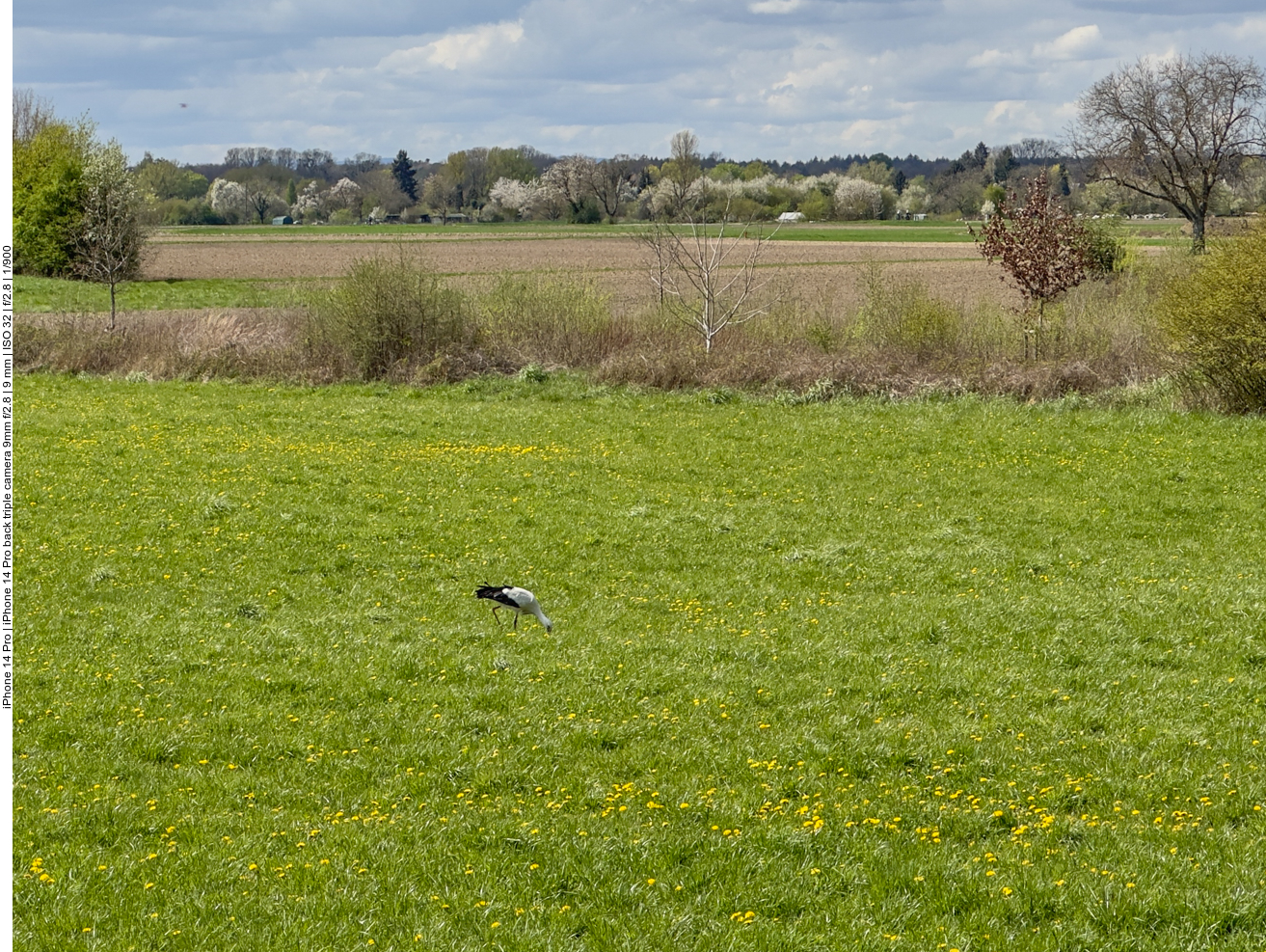 Meister Adebar auf Futtersuche 