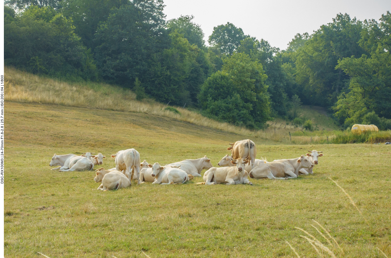 Wiederk&auml;uer auf der Weide 