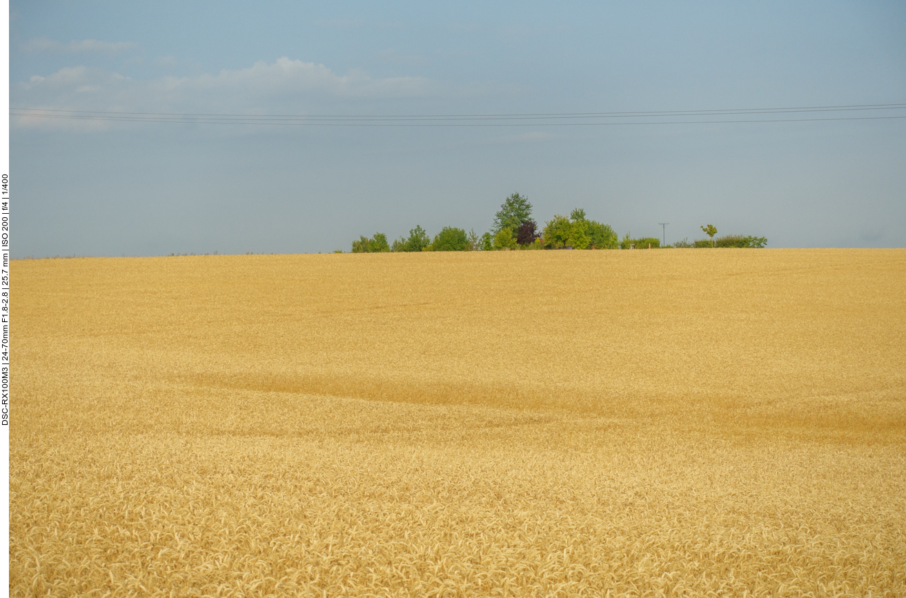Gr&uuml;n inmitten der Felder 