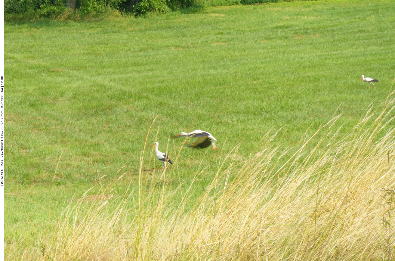Nat&uuml;rlich d&uuml;rfen auch heute die St&ouml;rche nicht fehlen 