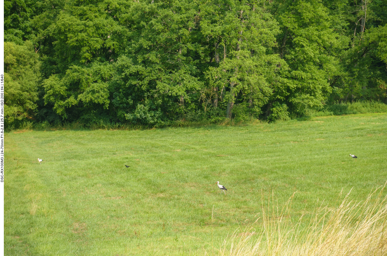 Leider sind sie viel zu weit weg 