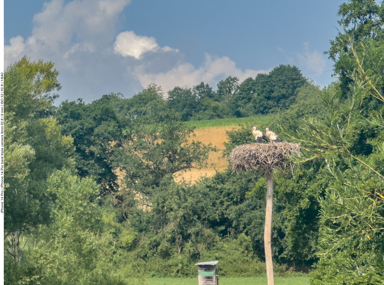 In der Bliesaue ist das Nest noch mit Alt- und Jungv&ouml;geln besetzt 
