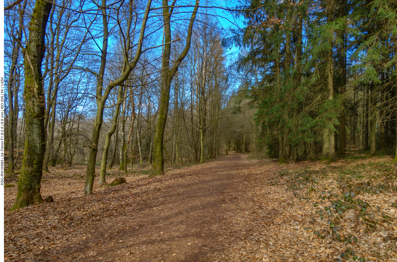Start im Stennweiler Wald 