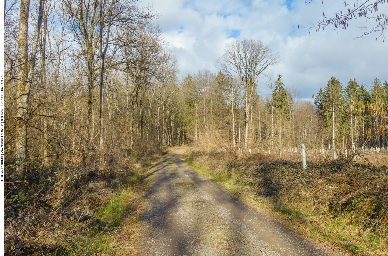 ... bevor es wieder in den Wald geht 
