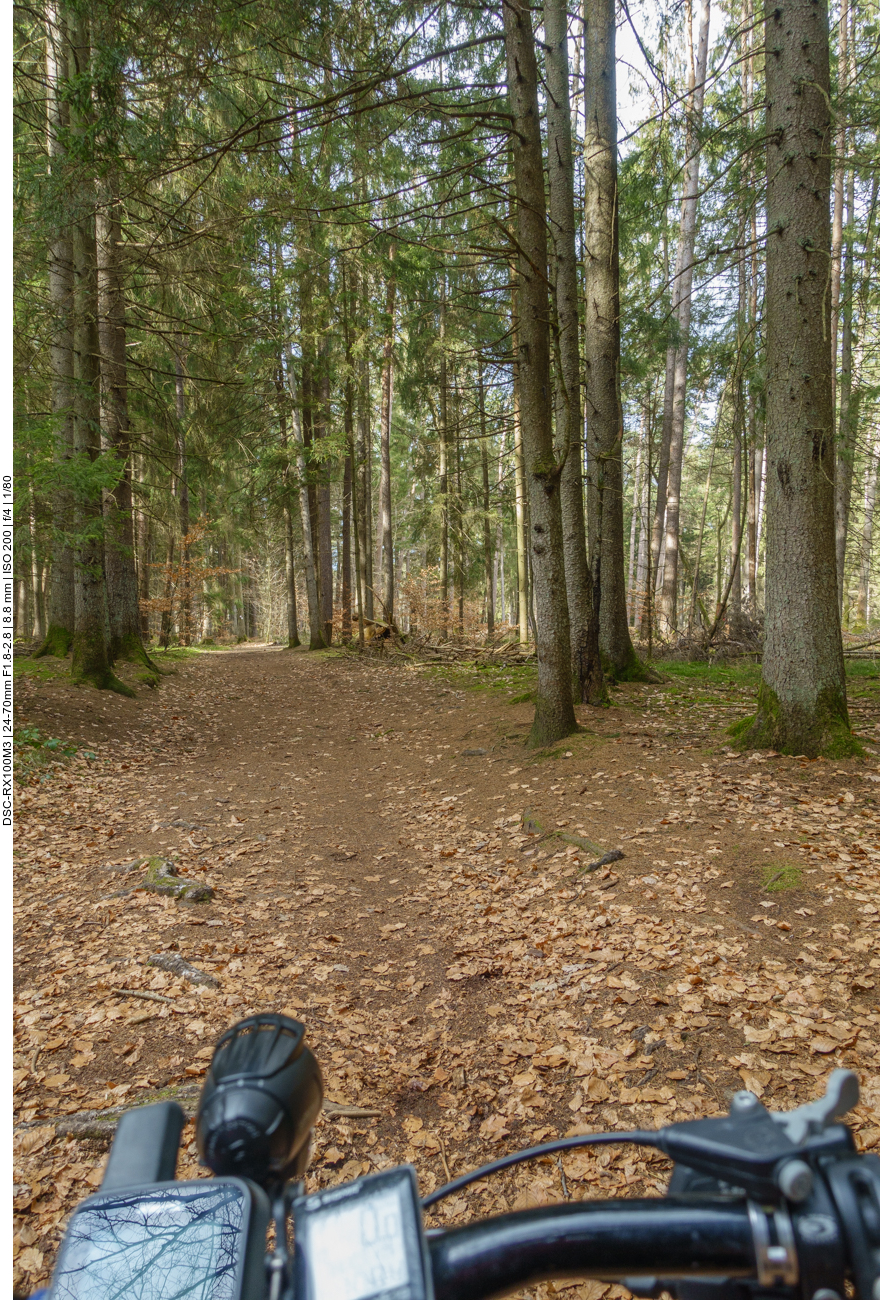 Auf einem Waldweg ... 