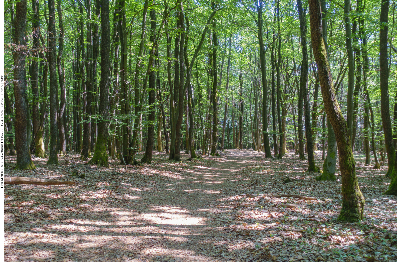Im Wald ist es etwas k&uuml;hler 
