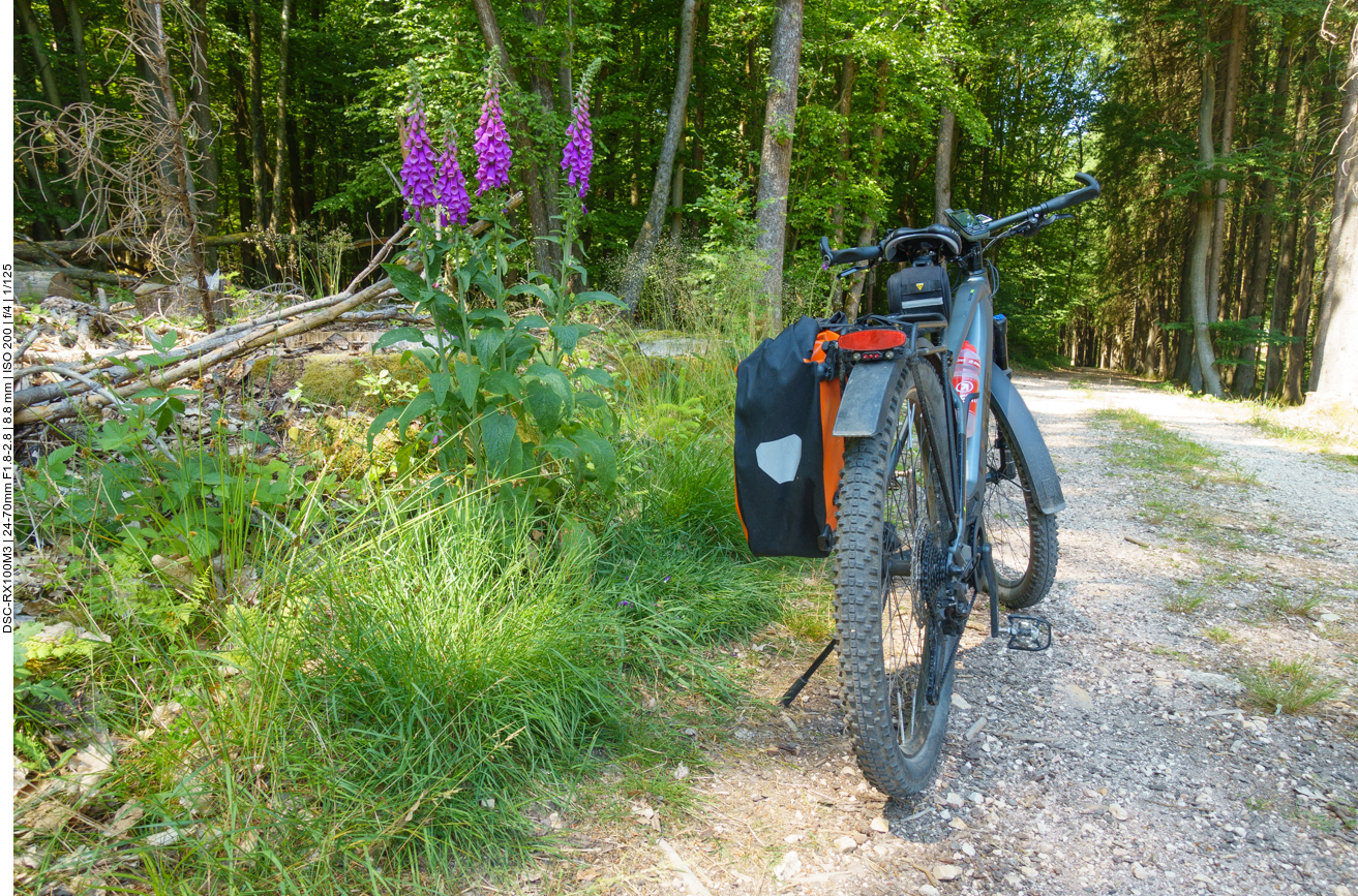 Roter Fingerhut [Digitalis purpurea] am Wegesrand 