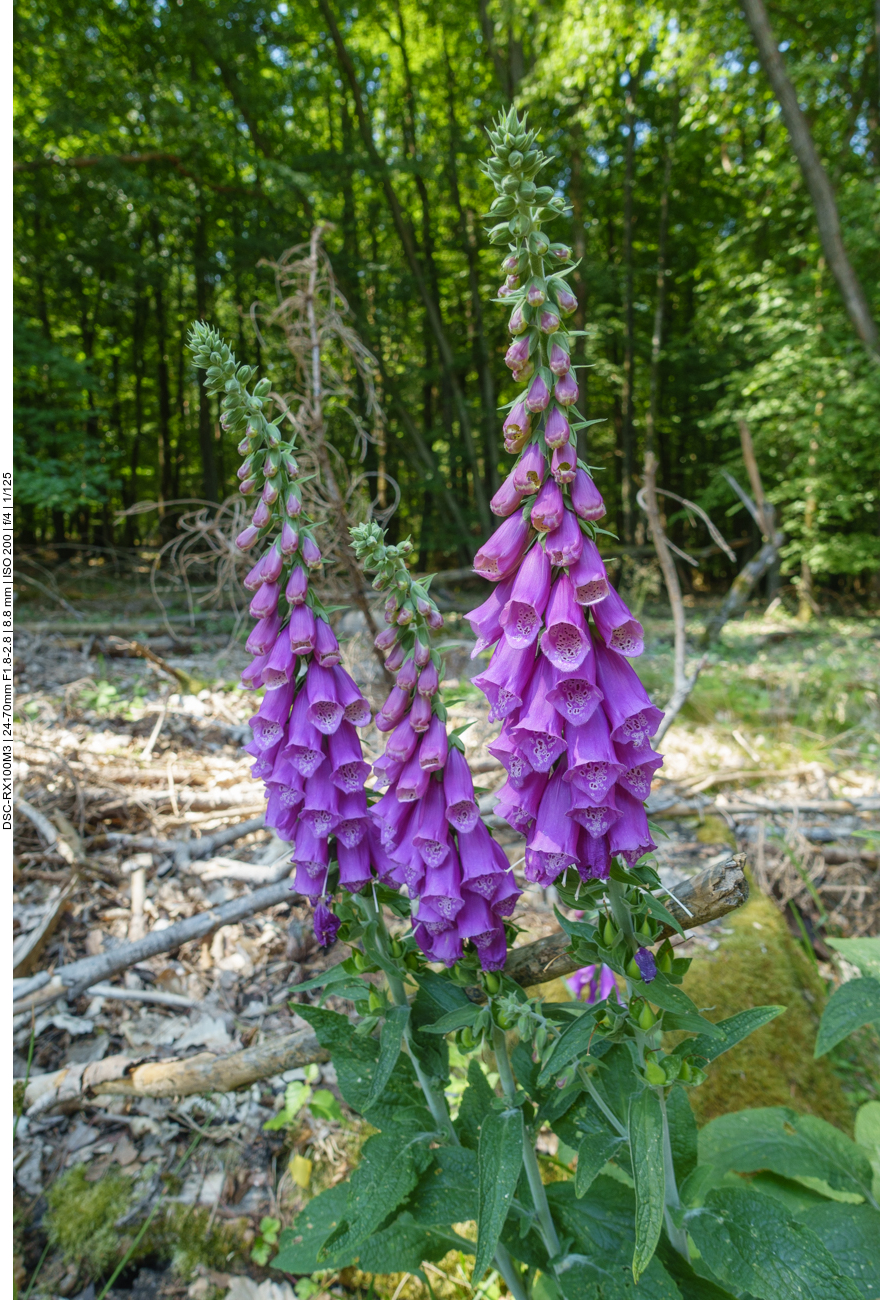 Roter Fingerhut [Digitalis purpurea]