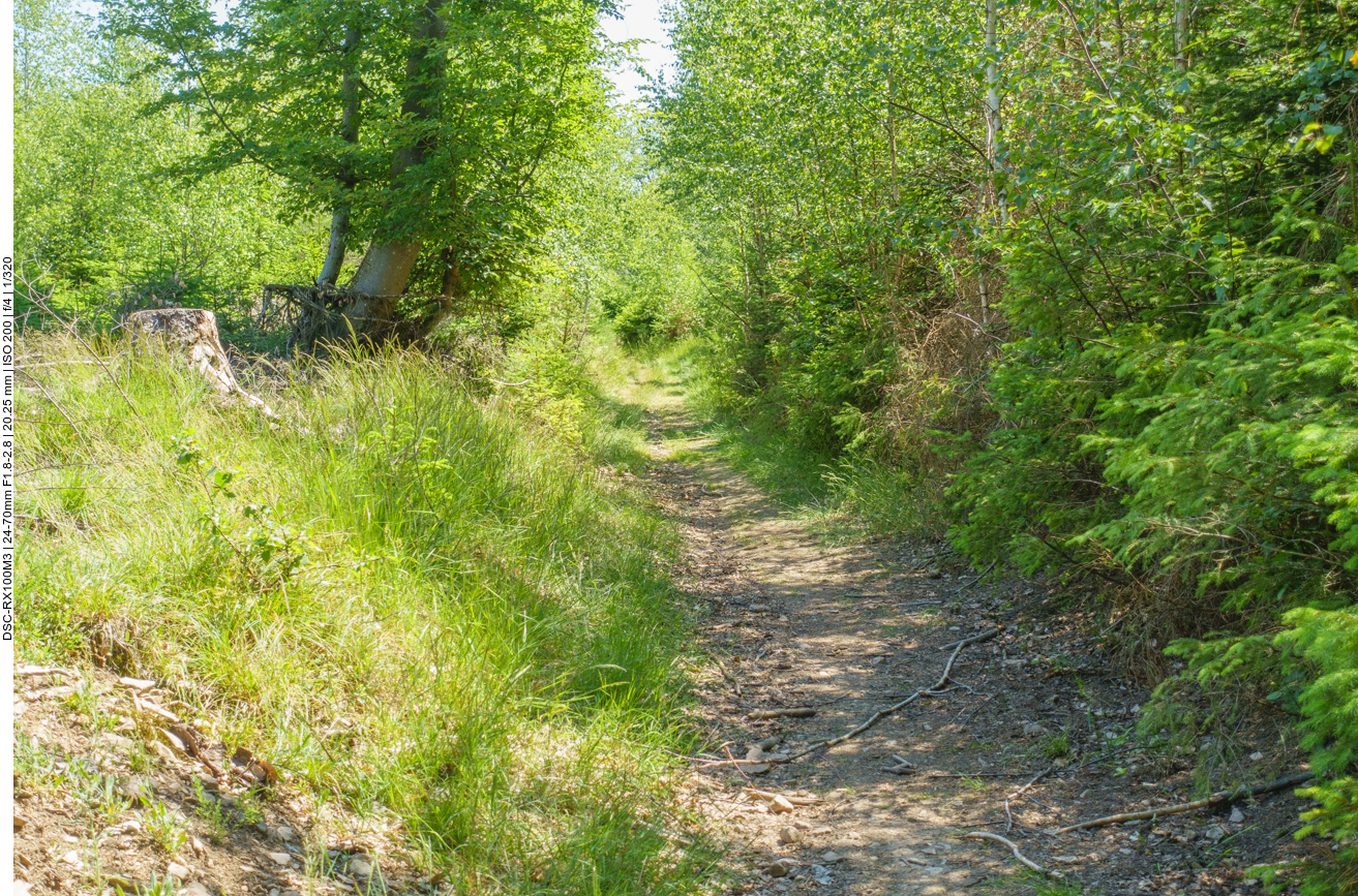 Schmaler Pfad durch den Forst 