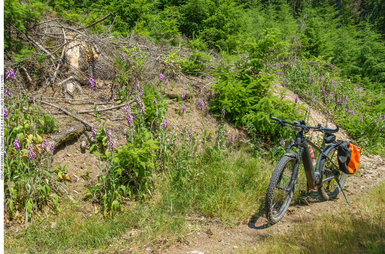 Wieder viele Fingerh&uuml;te 