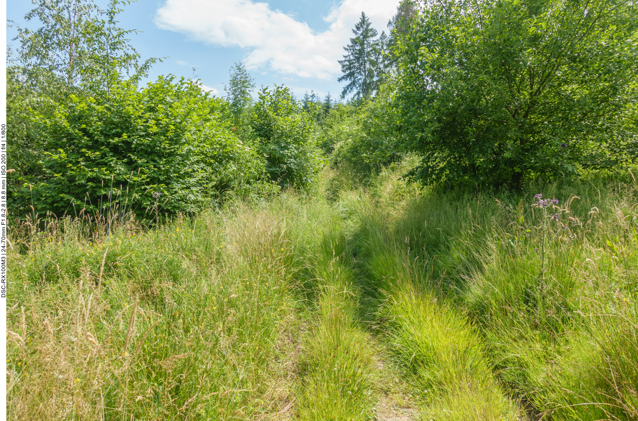 Auf dem Wiesenweg lassen sich doch prima Zecken abstreifen :-( 
