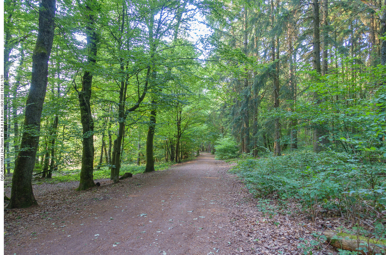 Durch den Stennweiler Wald 