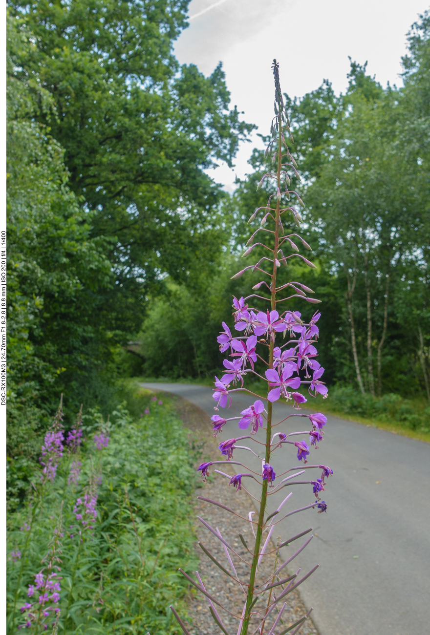 Schmalbl&auml;ttriges Weidenr&ouml;schen [Epilobium angustifolium] 