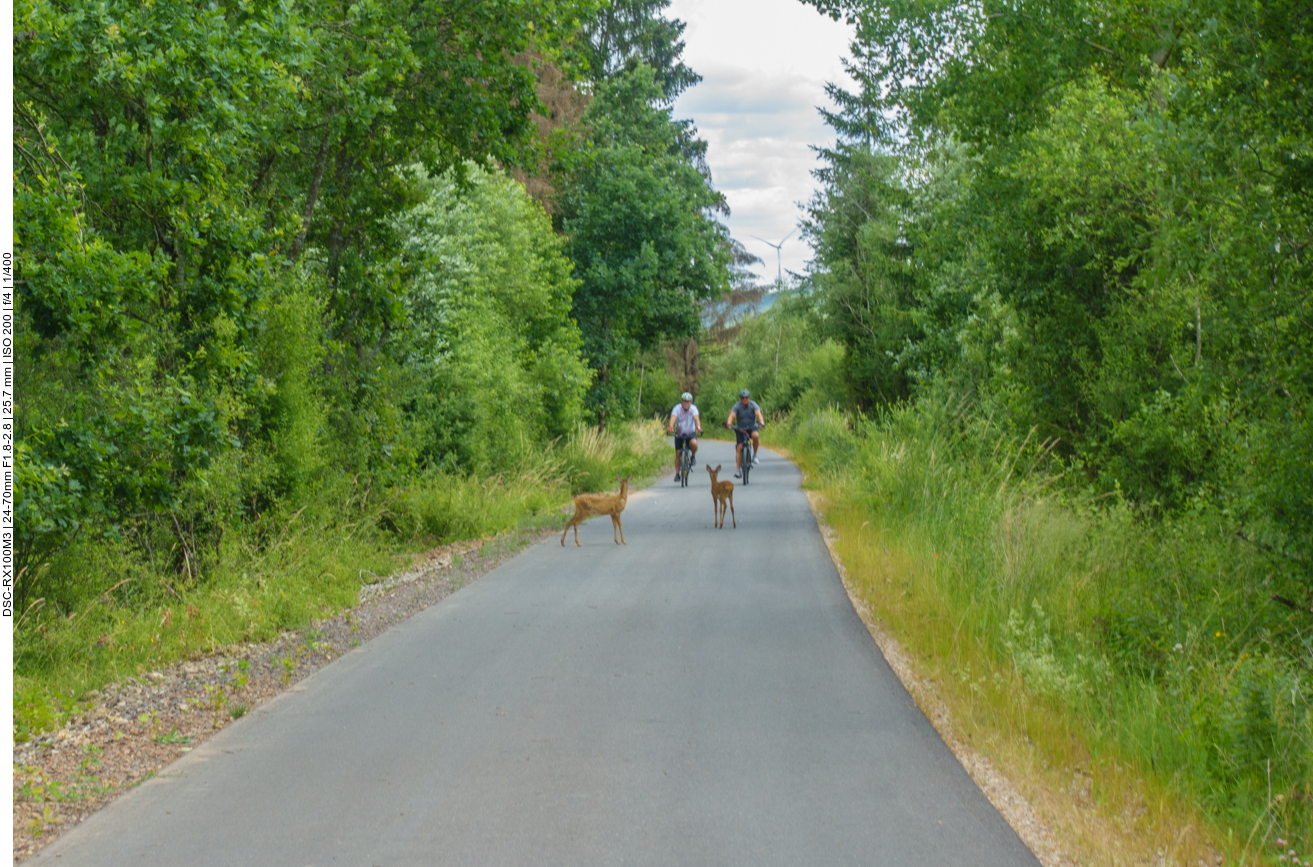 Pl&ouml;tzlich standen zwei junge Rehe auf dem Weg ... 