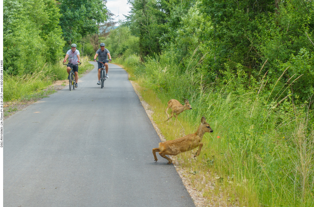 ... und die armen Tierchen wussten nicht wohin sie fl&uuml;chten sollten 