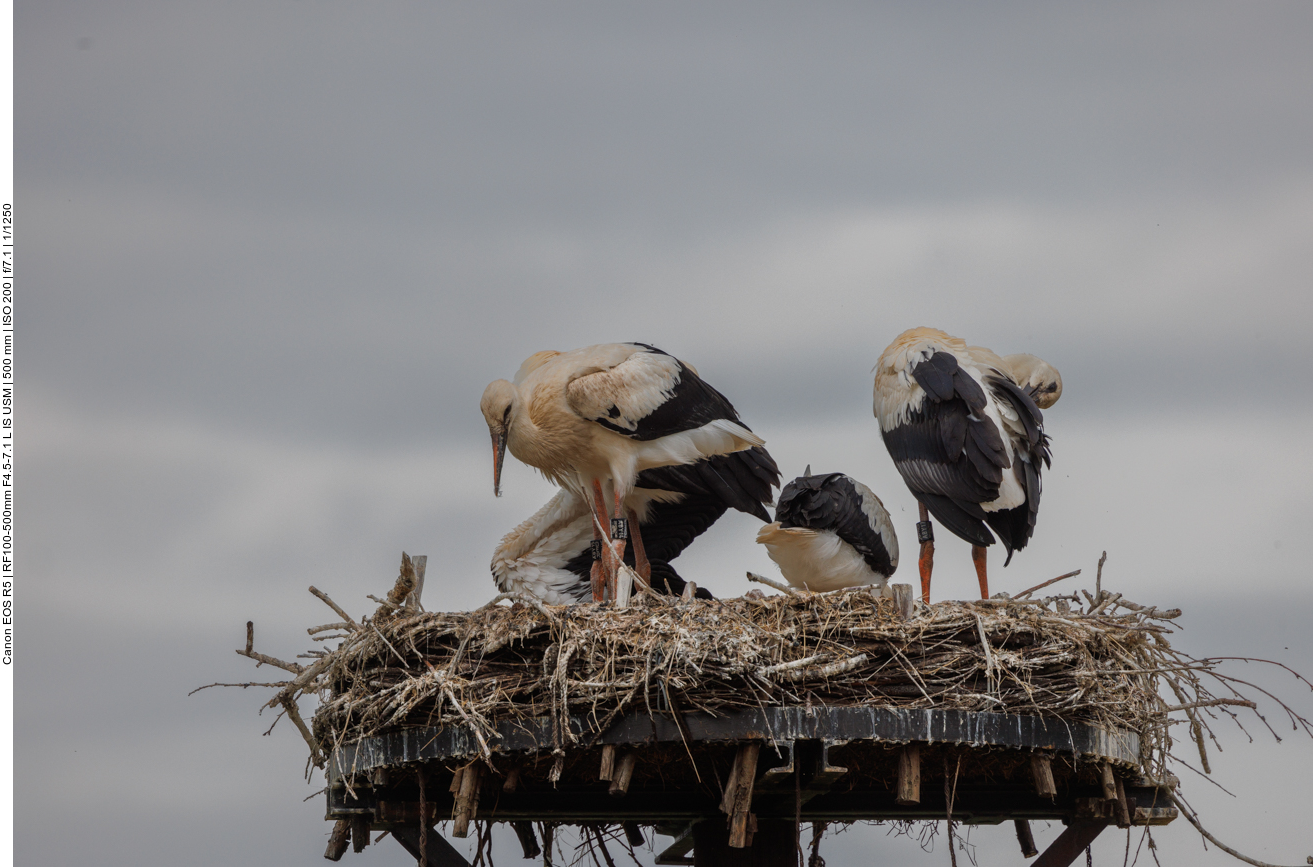 Nat&uuml;rlich d&uuml;rfen auch ein paar St&ouml;rche nicht fehlen ;-) 
