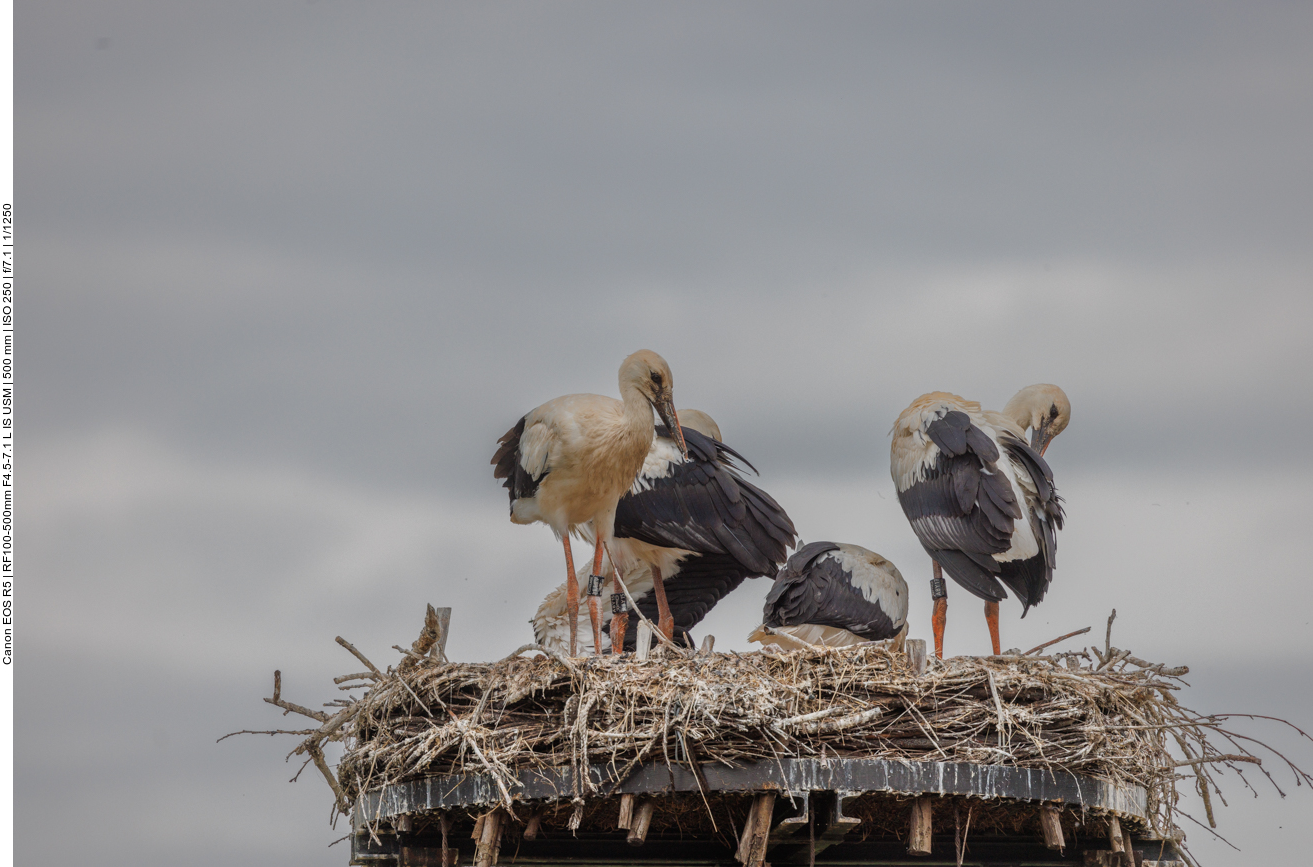 Mit den fast erwachsenen Jungtieren ist es ganz sch&ouml;n eng im Nest 