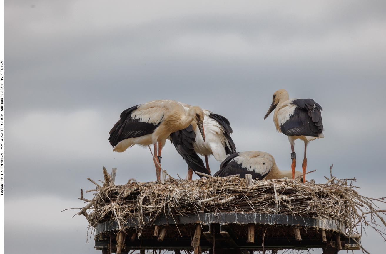 Bald werden sie das Nest verlassen 