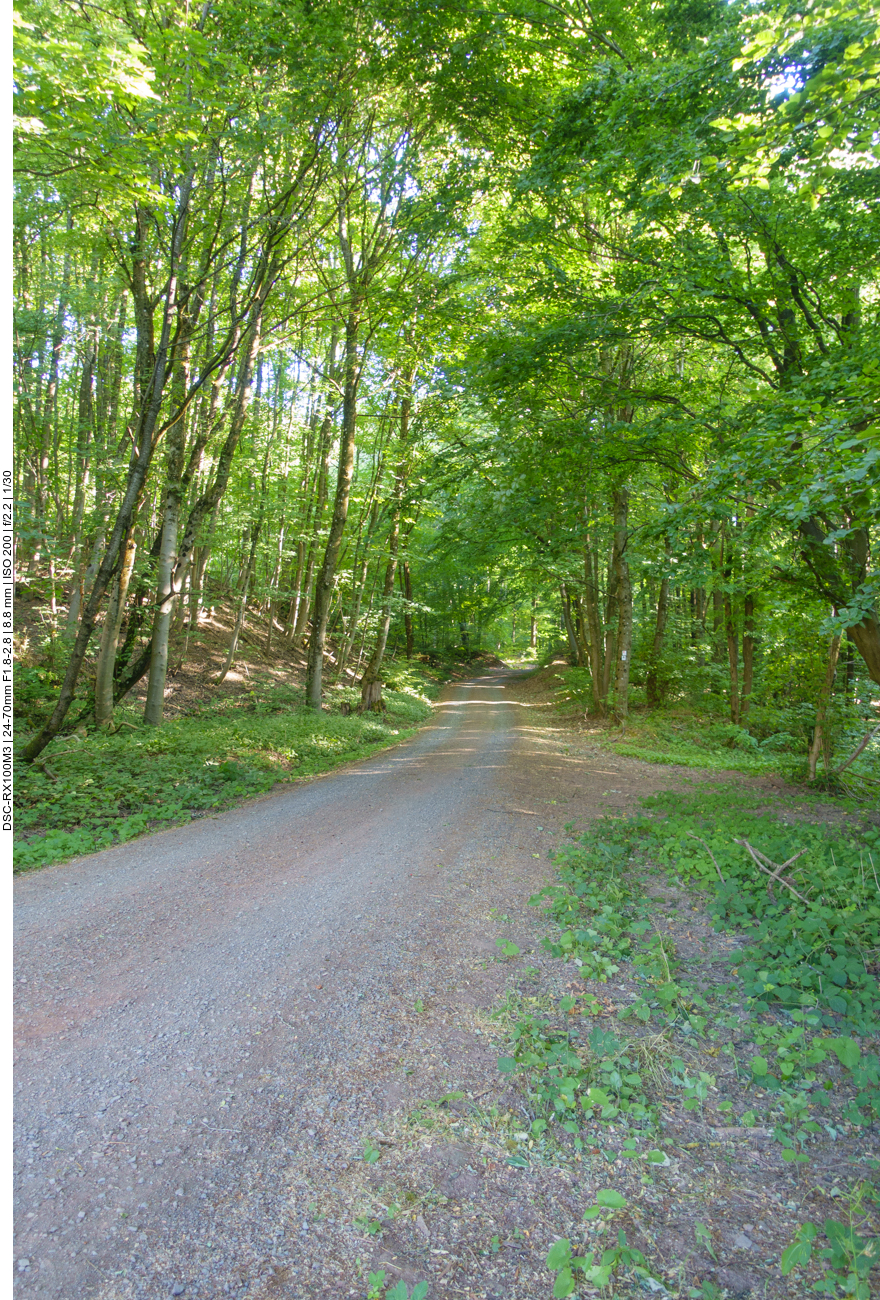 Sch&ouml;ner Start in den schattigen Wald 