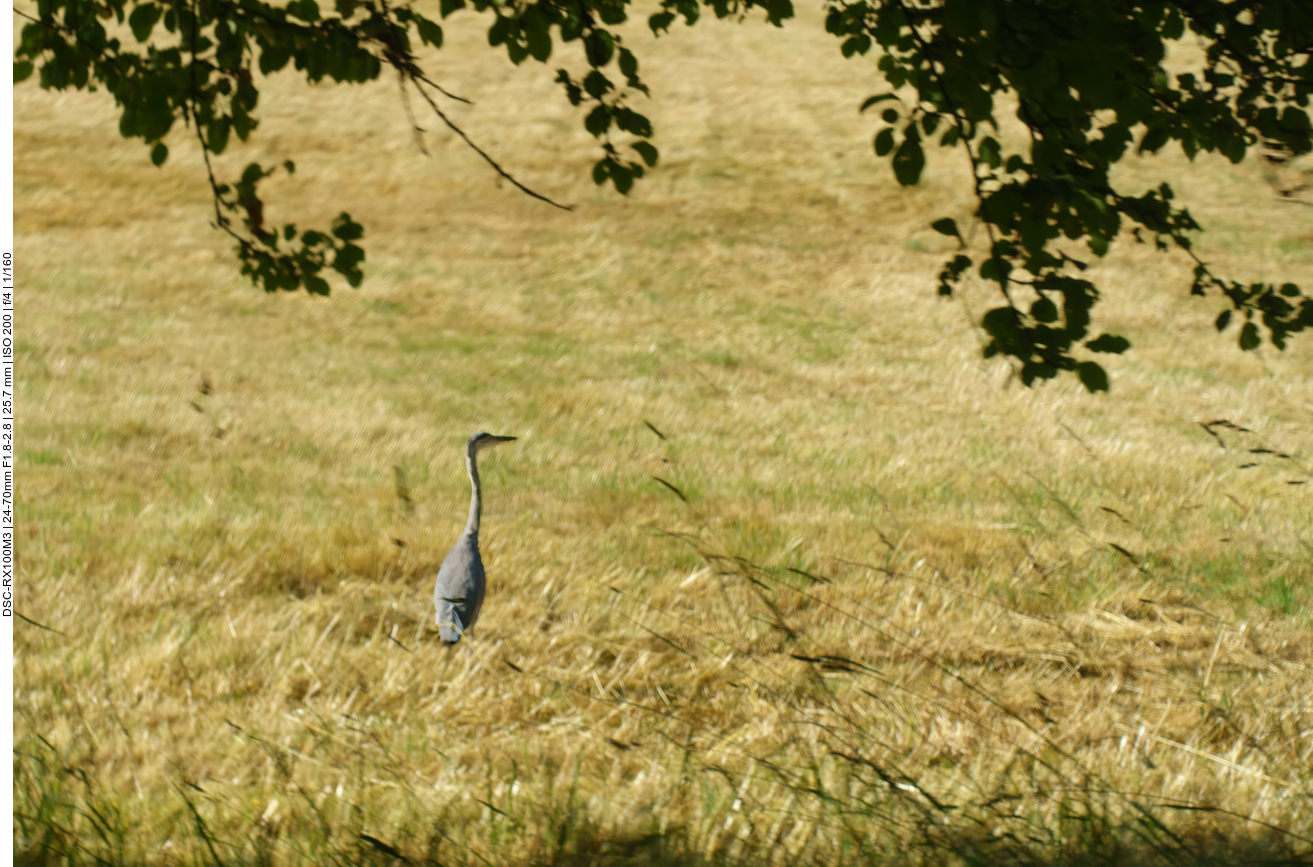 Graureiher, leider unscharf :-( 