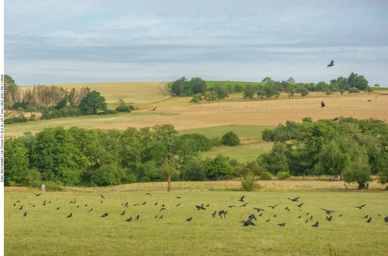 Zahlreiche Rabenkr&auml;hen